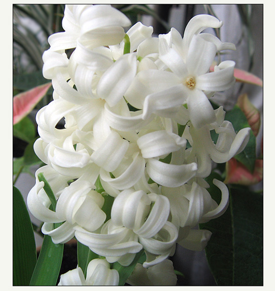 photo "***" tags: nature, flowers