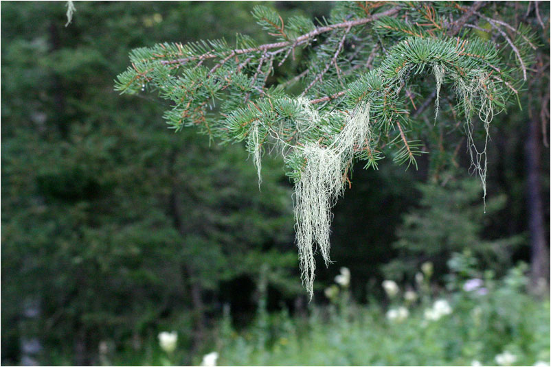 photo "***" tags: landscape, forest