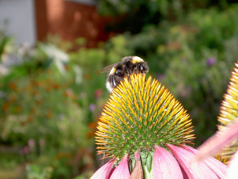 photo "***" tags: landscape, nature, insect, summer