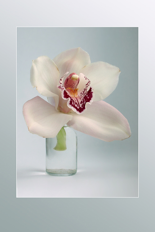 фото "Орхидея" метки: природа, цветы