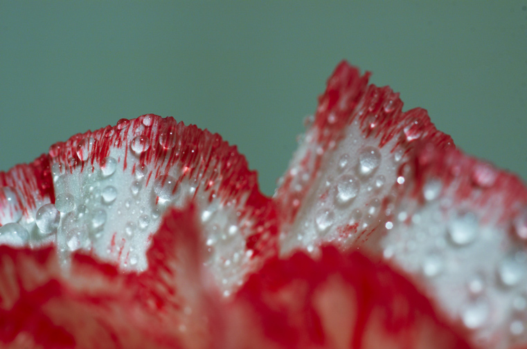 photo "***" tags: macro and close-up, nature, flowers