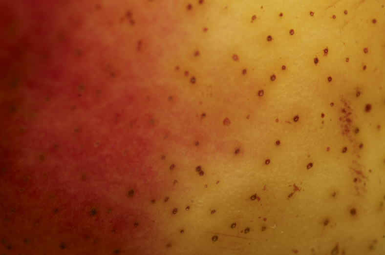 photo "***" tags: macro and close-up, 