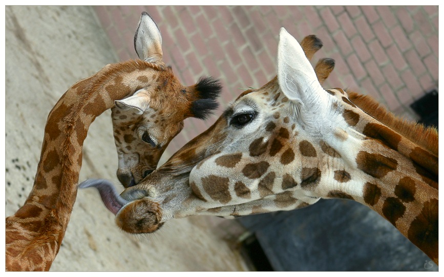 photo "about mummy and her little daughter" tags: nature, wild animals