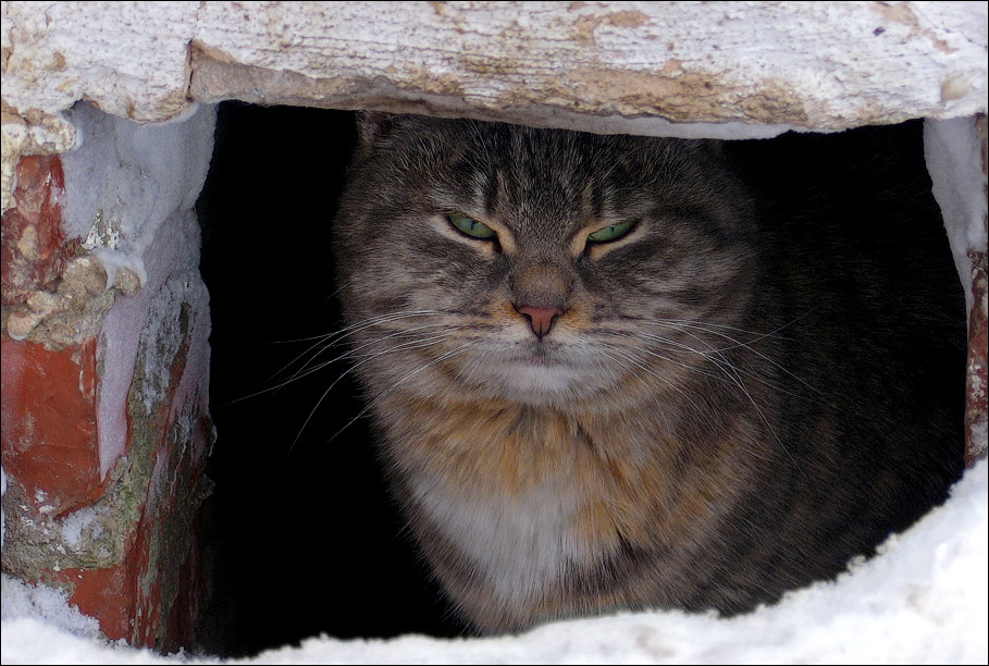 photo "Aggressive cat)))" tags: nature, pets/farm animals