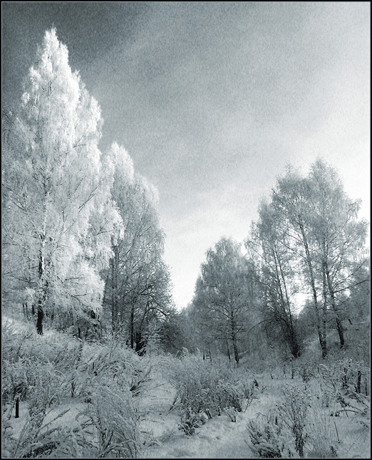 photo "Severe winter" tags: landscape, black&white, winter