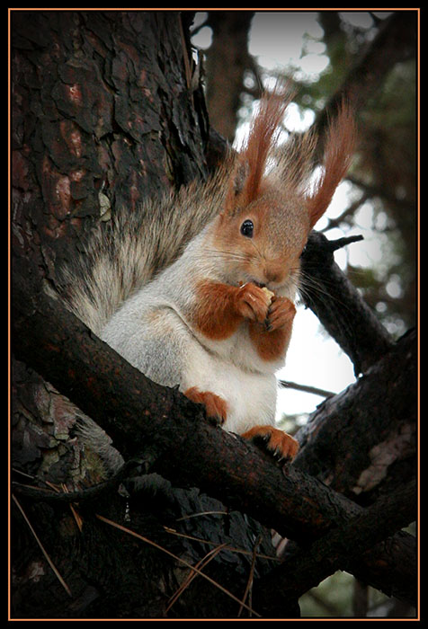 фото "***" метки: природа, дикие животные
