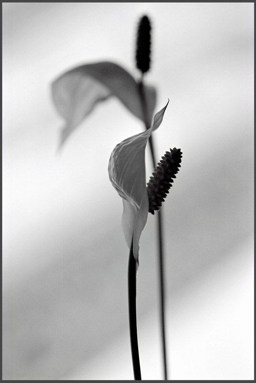 photo "Minimalism" tags: black&white, nature, flowers