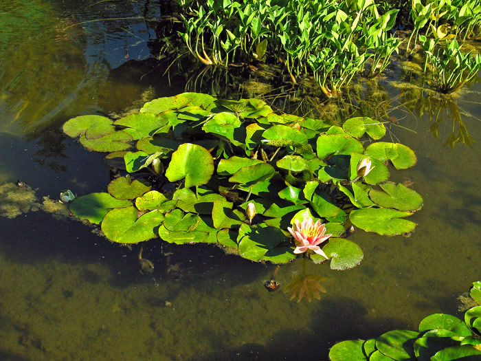 фото "Water lilies" метки: природа, цветы