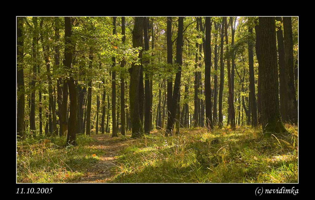 photo "#magic light#" tags: landscape, forest