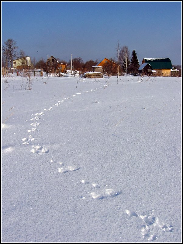 фото "Из жизни зайцев. В деревню - на обед!" метки: пейзаж, зима