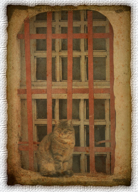 photo "Old cat))" tags: nature, portrait, man, wild animals