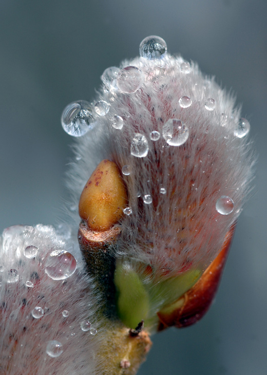 photo "After the rain" tags: nature, flowers