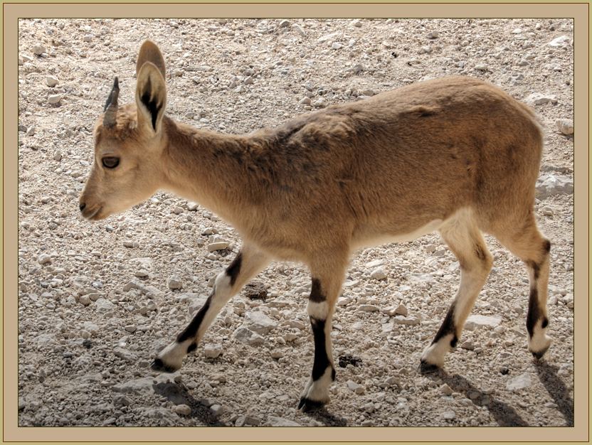 photo "First steps" tags: nature, wild animals