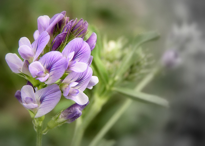 photo "***" tags: nature, macro and close-up, flowers