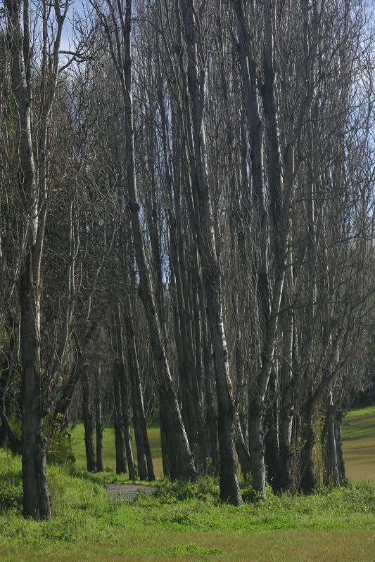 фото "Old trees" метки: пейзаж, лес