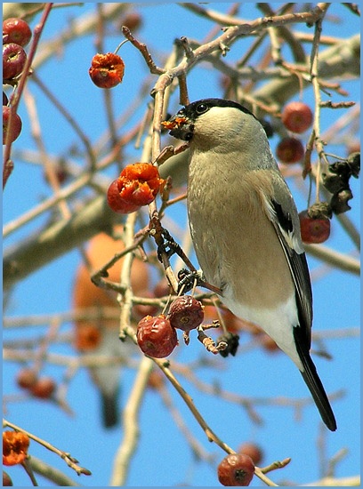 photo "Bullfinch-female" tags: nature, wild animals