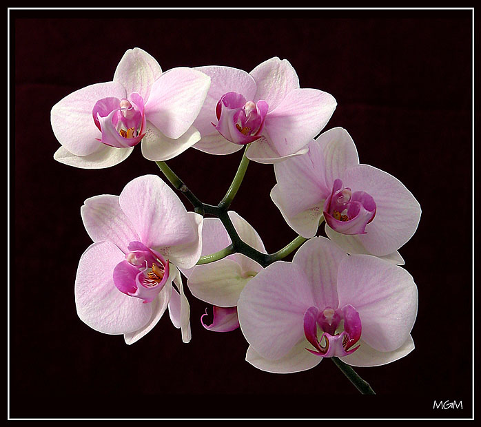 photo "Orchid 2" tags: nature, flowers