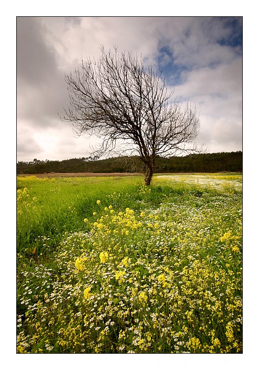 photo "Tree" tags: landscape, spring