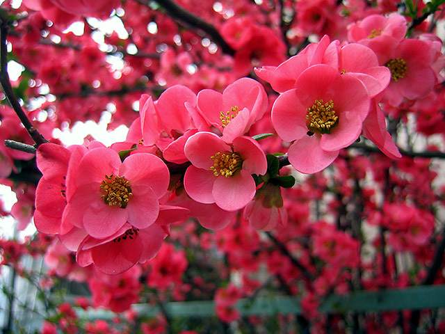 photo "Plum blooming" tags: nature, flowers