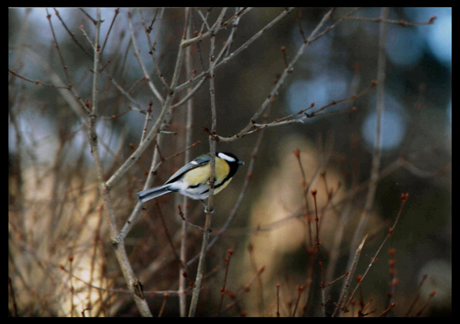 photo "***" tags: nature, genre, wild animals