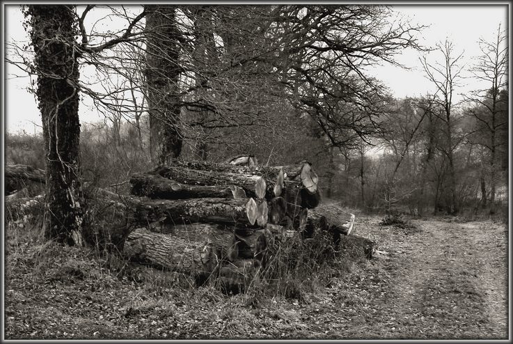 photo "Old Europe" tags: landscape, forest, winter