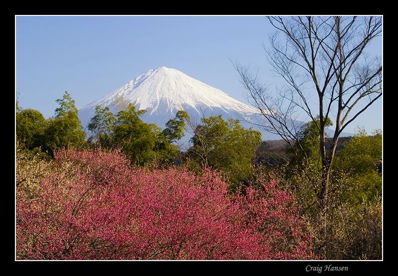 photo "Plum Blossoms III" tags: landscape, mountains, spring