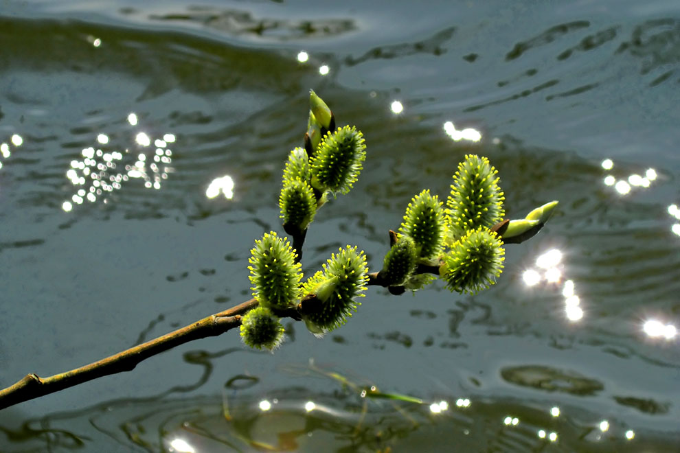 photo "It is a little sun in spring water" tags: landscape, forest