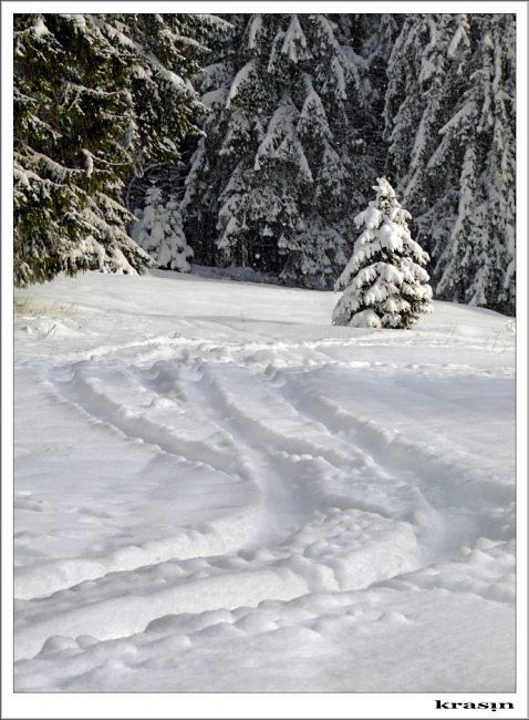 photo "Bold" tags: landscape, forest, winter