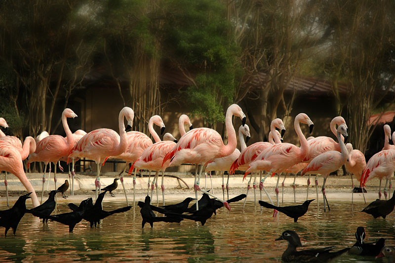photo "f l a m i n g o" tags: nature, wild animals