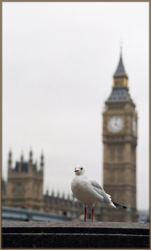 фото "seagull" метки: путешествия, архитектура, пейзаж, 