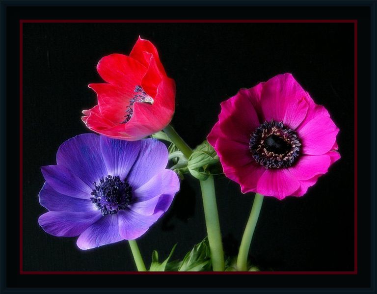 фото "nature's jewels" метки: природа, цветы