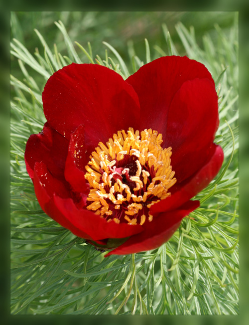 photo "***" tags: macro and close-up, nature, flowers