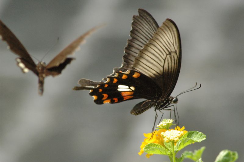фото "Tentation" метки: природа, путешествия, Азия, насекомое