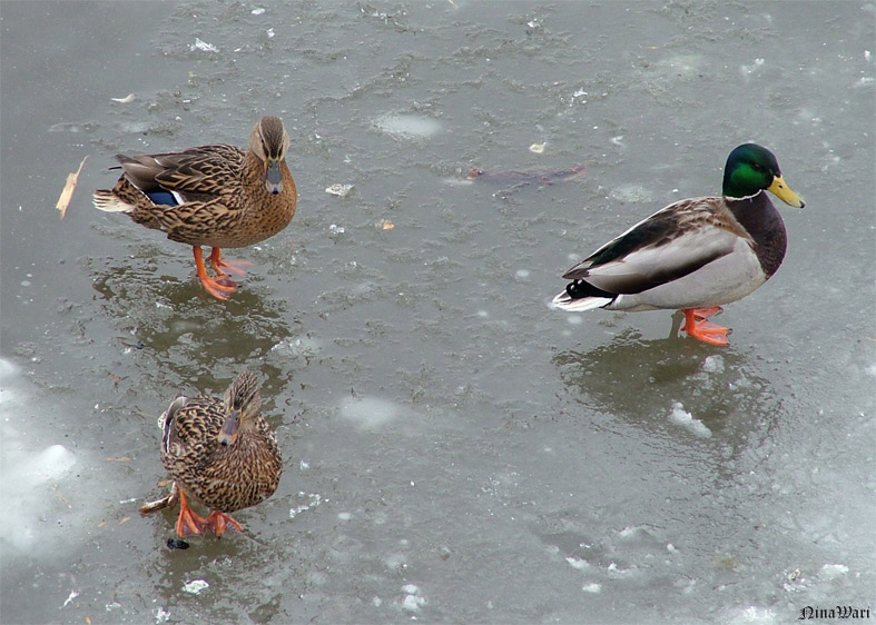 photo "***" tags: nature, wild animals