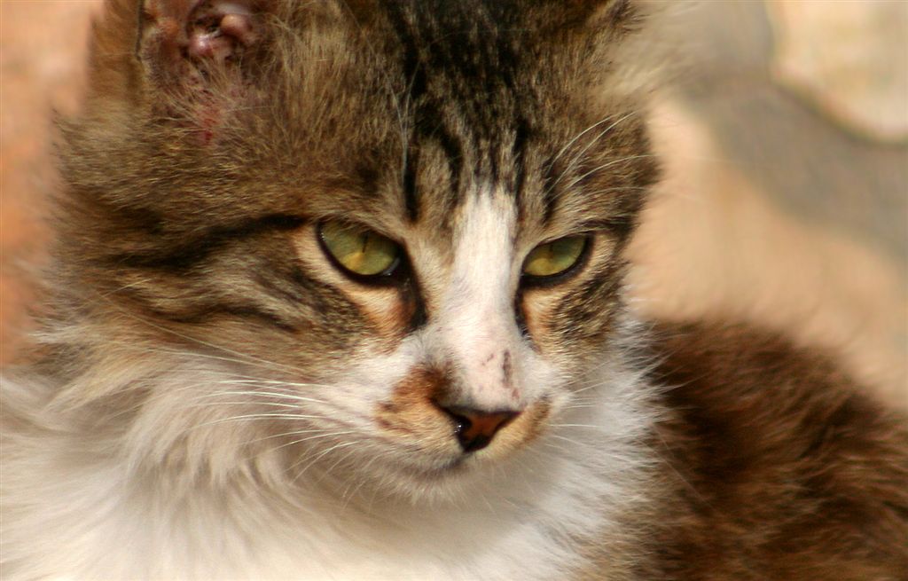 photo "Hard look" tags: portrait, nature, pets/farm animals