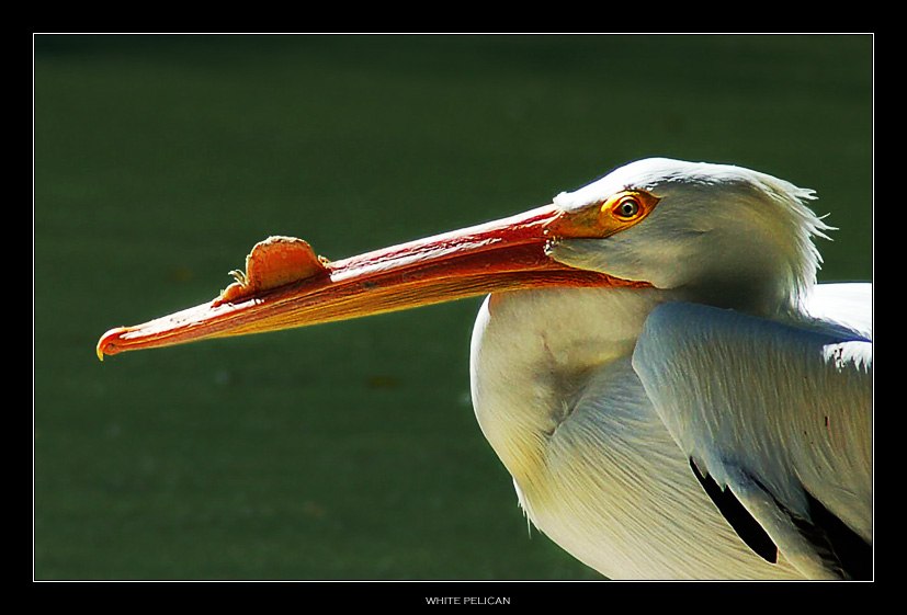 photo "White Pelican" tags: nature, wild animals