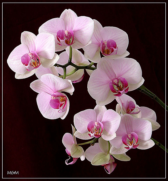 photo "Orchid 3" tags: nature, flowers