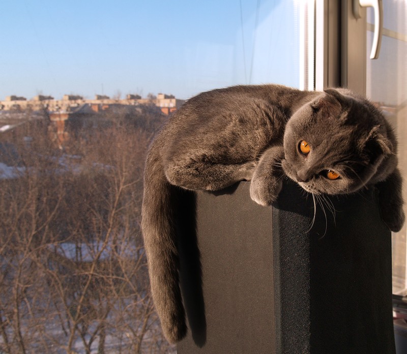 photo "Under beams of the March sun" tags: nature, pets/farm animals