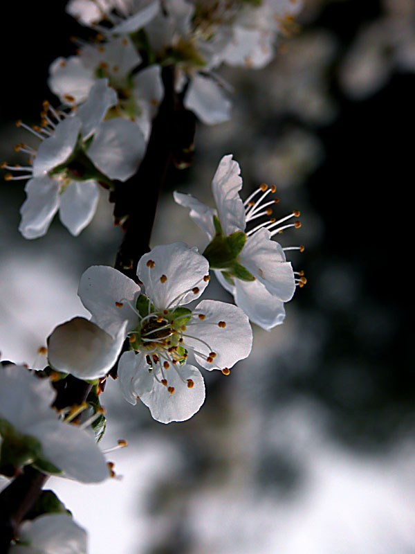 photo "Spring blow-up" tags: nature, flowers