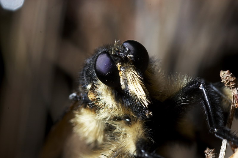 photo "Alien Insect" tags: nature, macro and close-up, insect