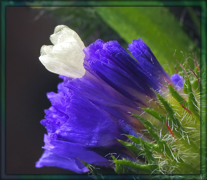 photo "***" tags: nature, flowers