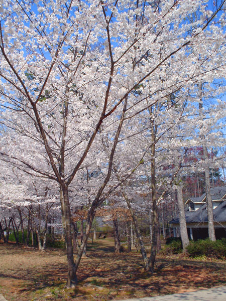 photo "These beutiful  cherry-trees..." tags: landscape, nature, spring