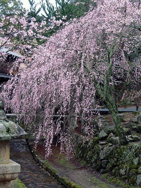 photo "Weeping sakura" tags: nature, travel, Asia, flowers