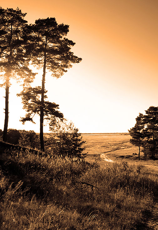 photo "***" tags: landscape, forest, summer