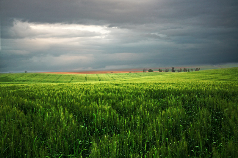 фото "Green, green fields" метки: пейзаж, весна