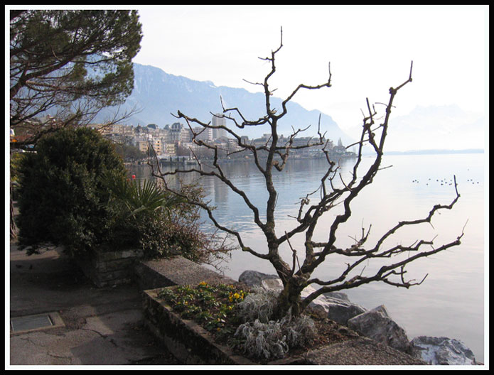 photo "Montreaux en hiver" tags: landscape, 