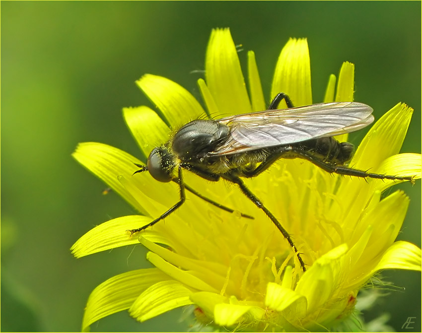 photo "***" tags: nature, macro and close-up, insect