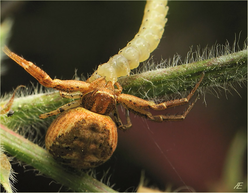 фото "Хищник и жертва" метки: природа, макро и крупный план, насекомое