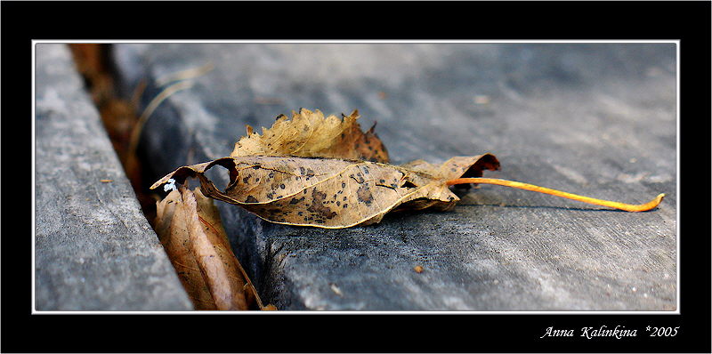 photo "***" tags: macro and close-up, 