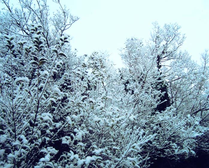 photo ""Let it Snow Let it Snow "" tags: landscape, black&white, winter